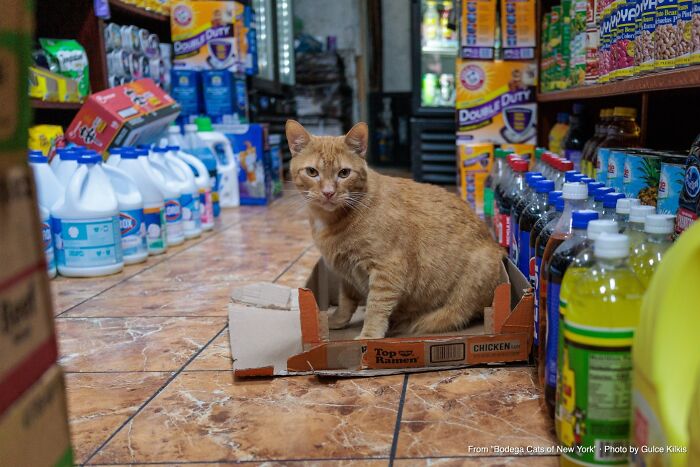 Simba: The Aisle Boss Who Moves on His Terms