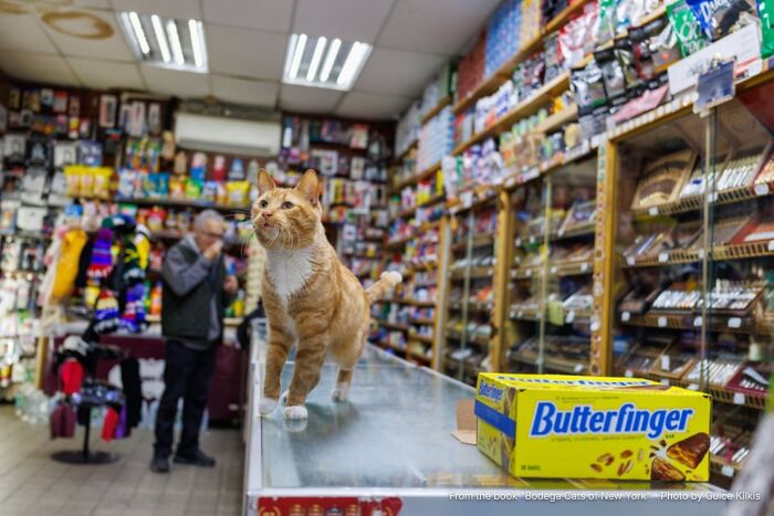 Omish: The First Cat Who Said ‘Let’s Do This’