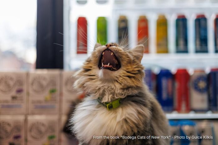 Pumpkin: Halloween’s Sweetest Candy Shelf Supervisor
