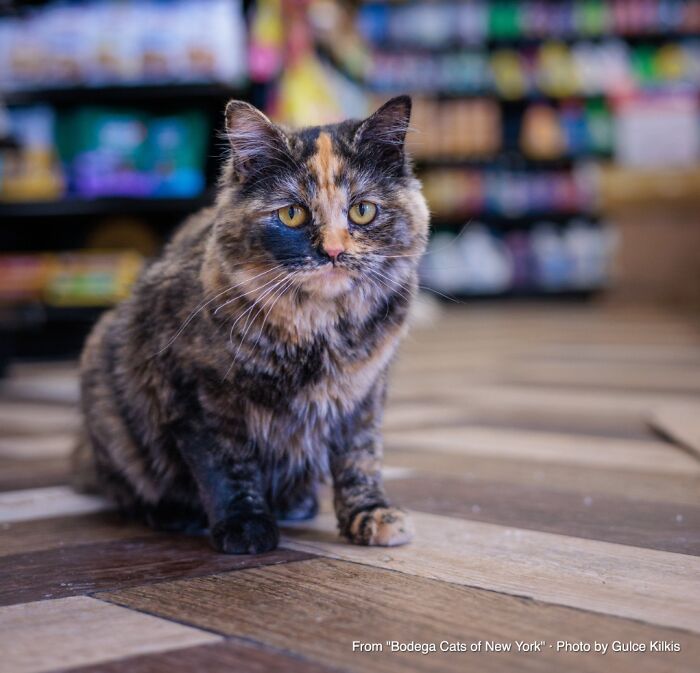 Kiki: Queen of the ATM