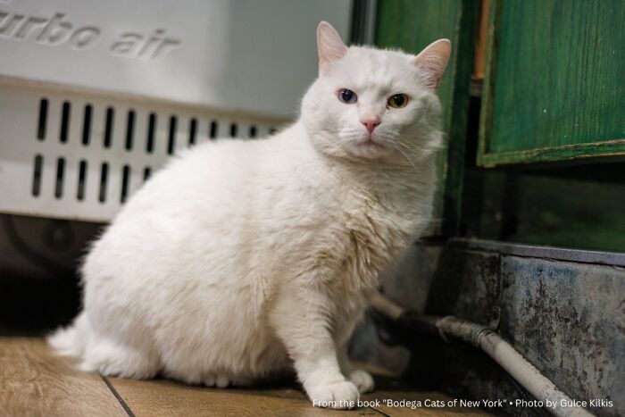 Tommy: The Two-Eyed Celeb