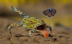20 Jaw-Dropping Nature Pics That Won The GDT 2026 Showdown