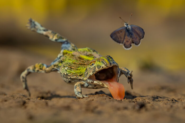Best in Other Animals: "Practice Makes Perfect" by Jens Cullmann
