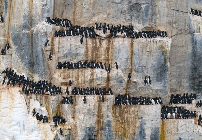9th Place Birds: "The Popular Nesting Spot" by Marte Engelbrecht
