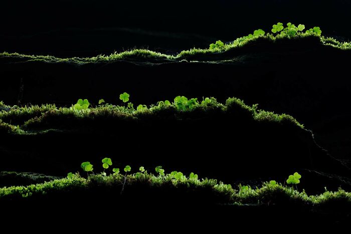 Top Plant & Fungi Shot: "Green Lines" by Tobias Richter