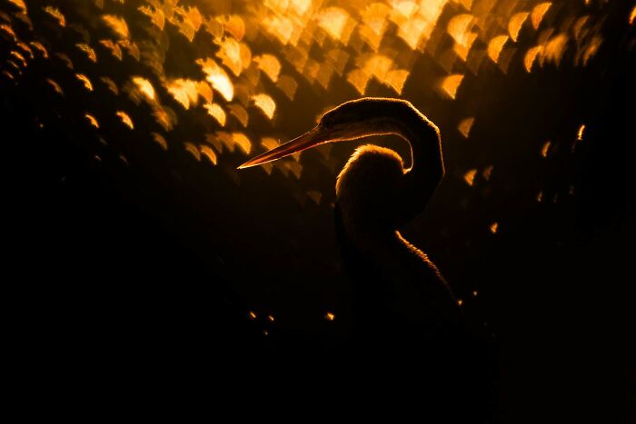 5th Place Birds: "Golden Darter" by Rahul Sachdev