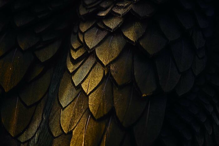 7th Place Birds: "Dragon Scales" by Jan Sohler