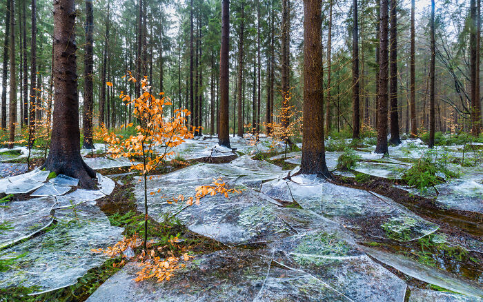 Best Landscape: "Frozen Forest" by Eike Christian Wolff