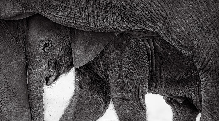 Runner-Up Mammals: "Shelter" by Preeti John