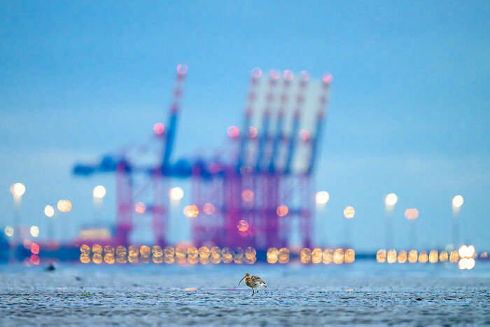 Runner-Up Birds: "Eurasian Curlew Meets The Port" by Christian Kosanetzky