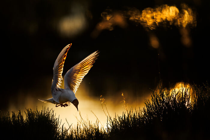 Best Bird: "Black-Headed Gull" by Radomir Jakubowski