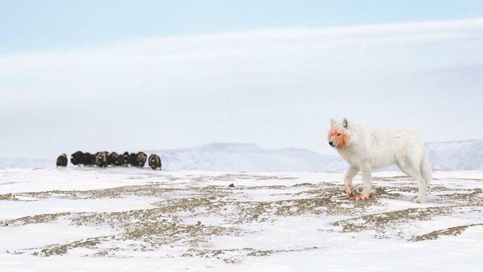 Special Category Runner-Up: "Ancient Rivals" by Amit Eshel