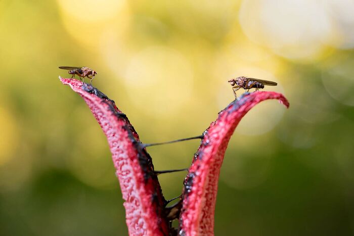 9th Place Special: "The Stare Down" by Julius Stratmann