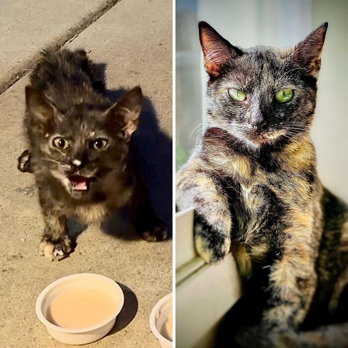 From Scruffy to Royal: This Feral Kitten's Glow-Up (6 Weeks vs. 6 Months)
