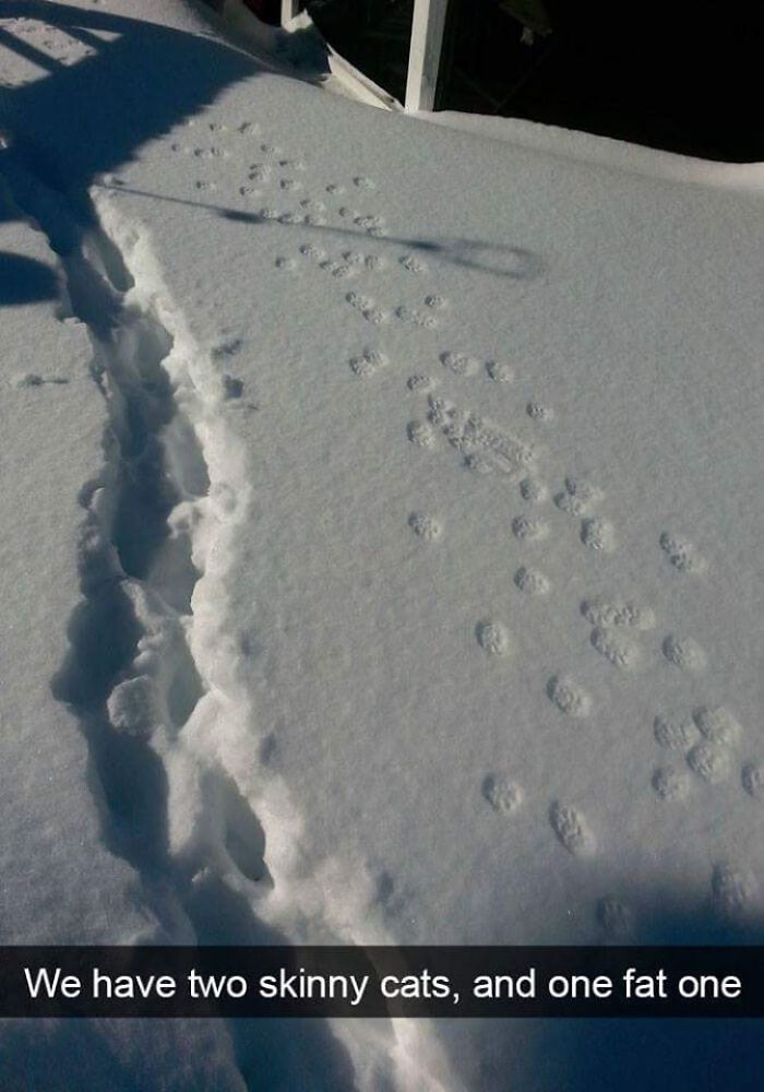 Skinny Cat vs. Fat Cat: Snow Edition (Spoiler: One’s Basically a Snowball)