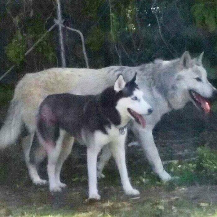 Husky vs. Wolf: Same Species, Totally Different “Whoa!” Factor