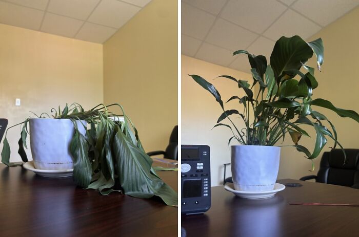 Plant Rescue: Before and After I Hydrated This Little Green Friend