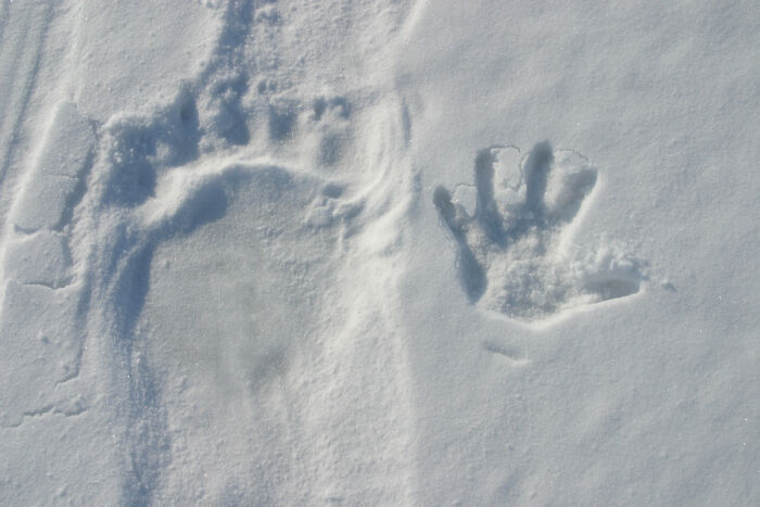 Polar Bear Paw vs. Human Hand: When Big Feets Meet Big Handshakes