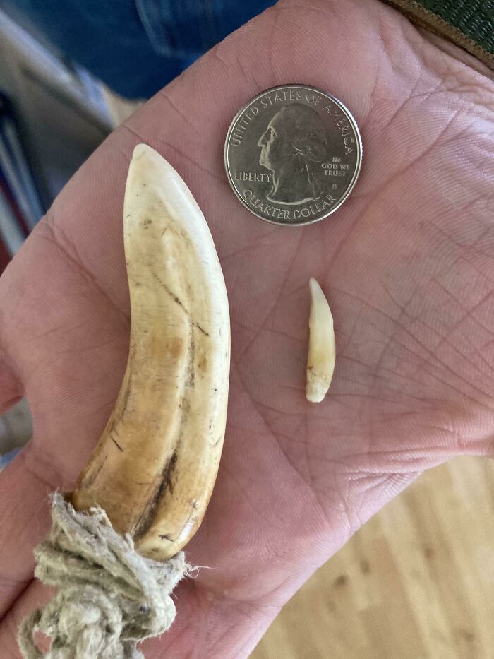 Cat’s Tiny Fang vs. Lion’s Massive Chomp: Guess Who’s Bigger?