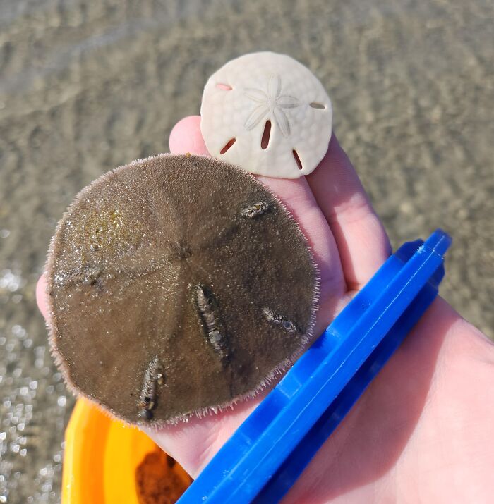 Live Sand Dollar vs. Not-So-Live Sand Dollar: Spot the Difference
