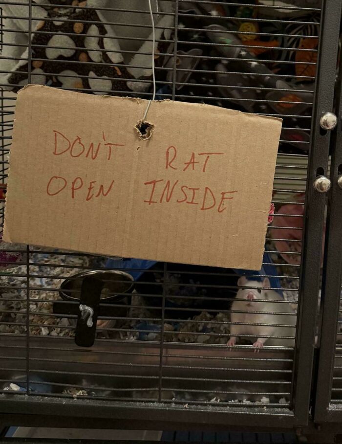 Don't Rat Open Inside? What Now?