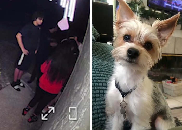 When Kicking Doors Killed a Poor Pup