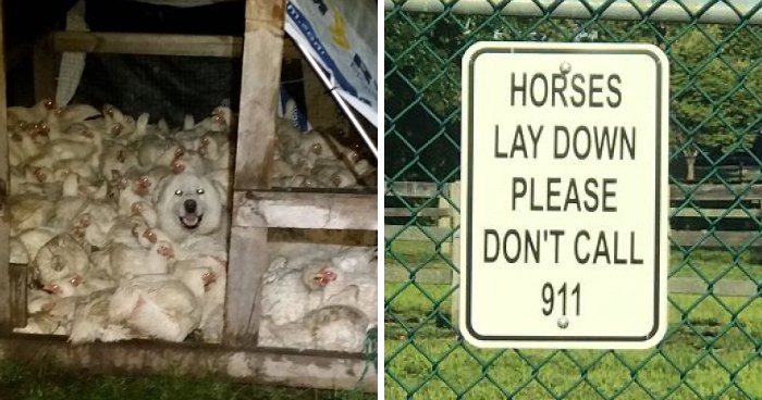 Wait Till You See These Wild And Wacky Farm Moments!