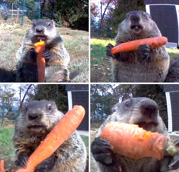 Meet Chunk: The Groundhog Thief Eating On Camera For 4 Years