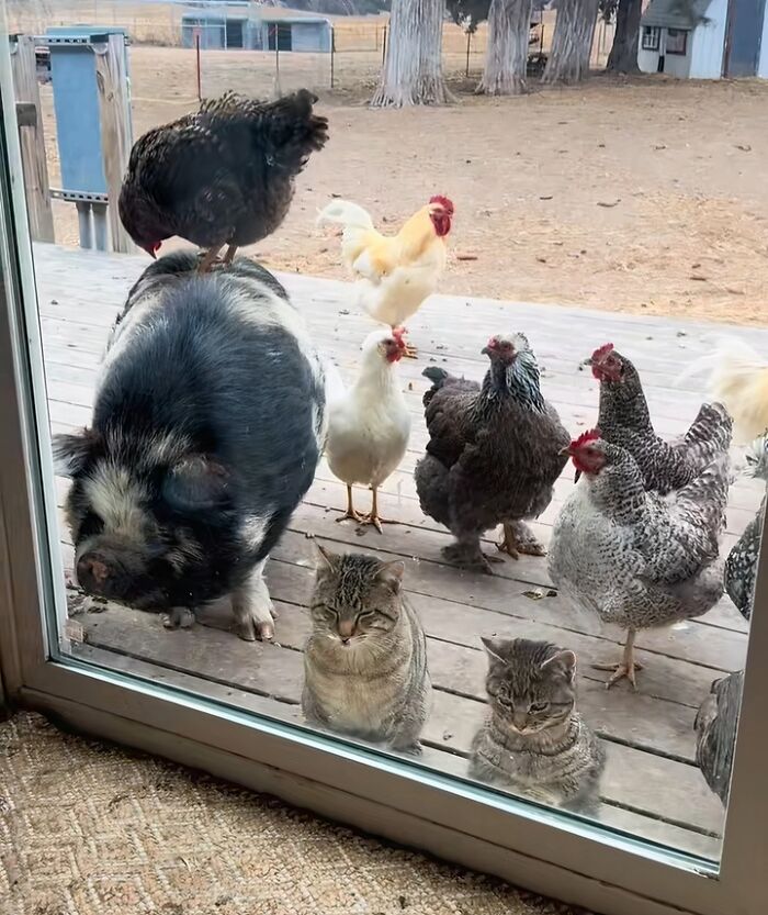 These Cute Critters Are the Ultimate Welcome Committee