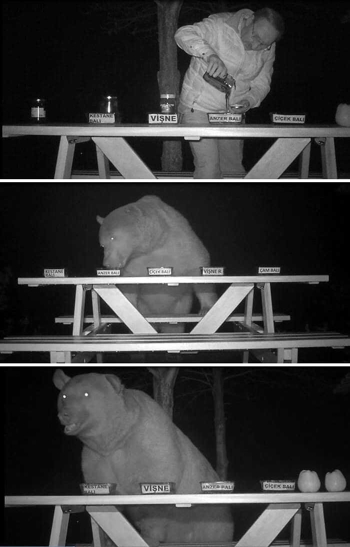 This Beekeeper Turned Honey-Stealing Bears Into Taste-Testers