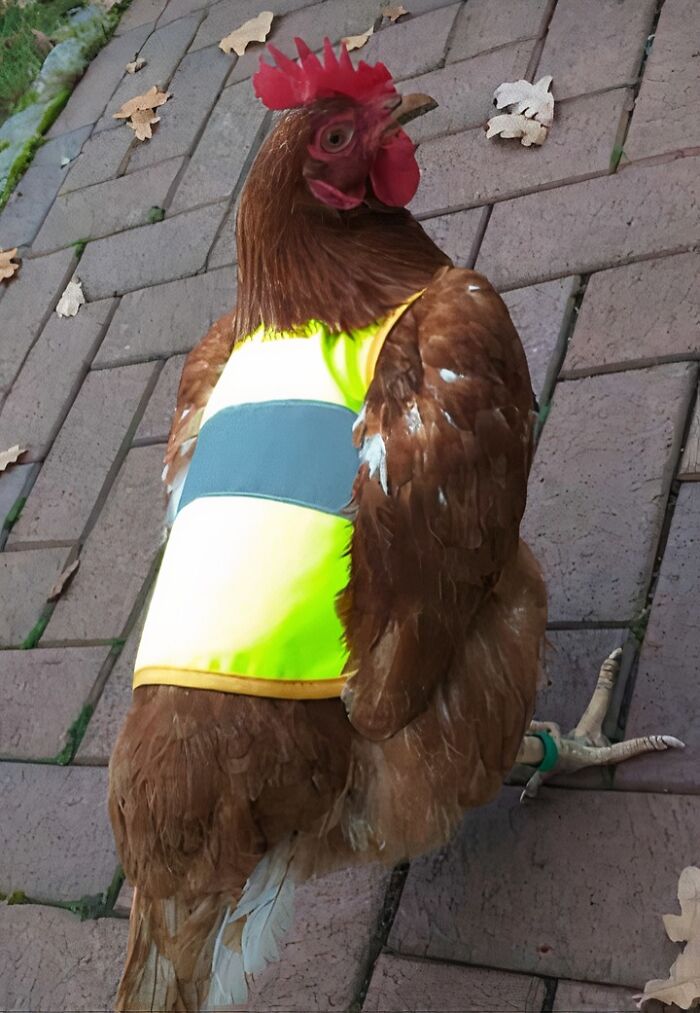 Safety First for This Free-Roaming Chicken With a Little Vest