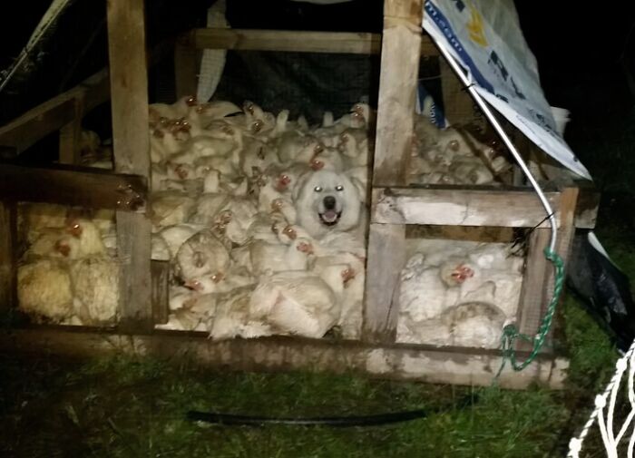 When Chickens Want to Party... In the Same House