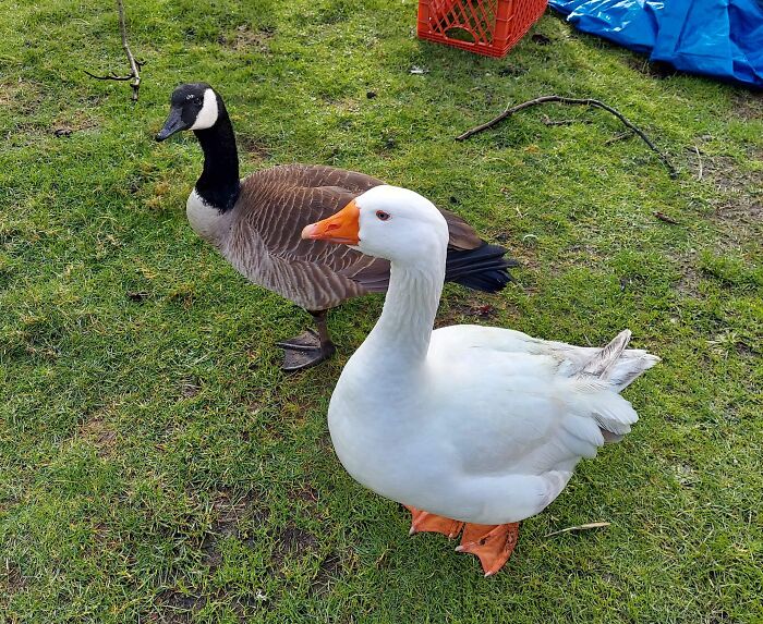 Wild Goose Joins Grandma’s Farm Crew and Stays for Good