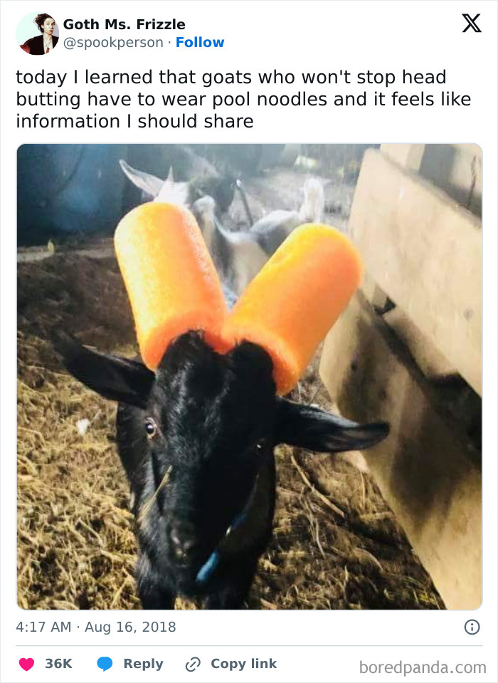 Naughty Goats Meet Their Match: Pool Noodles!