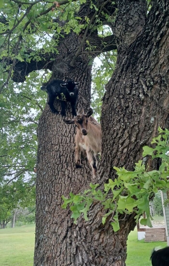 Squirrels? Pfft, These Farm Animals Take the Crown