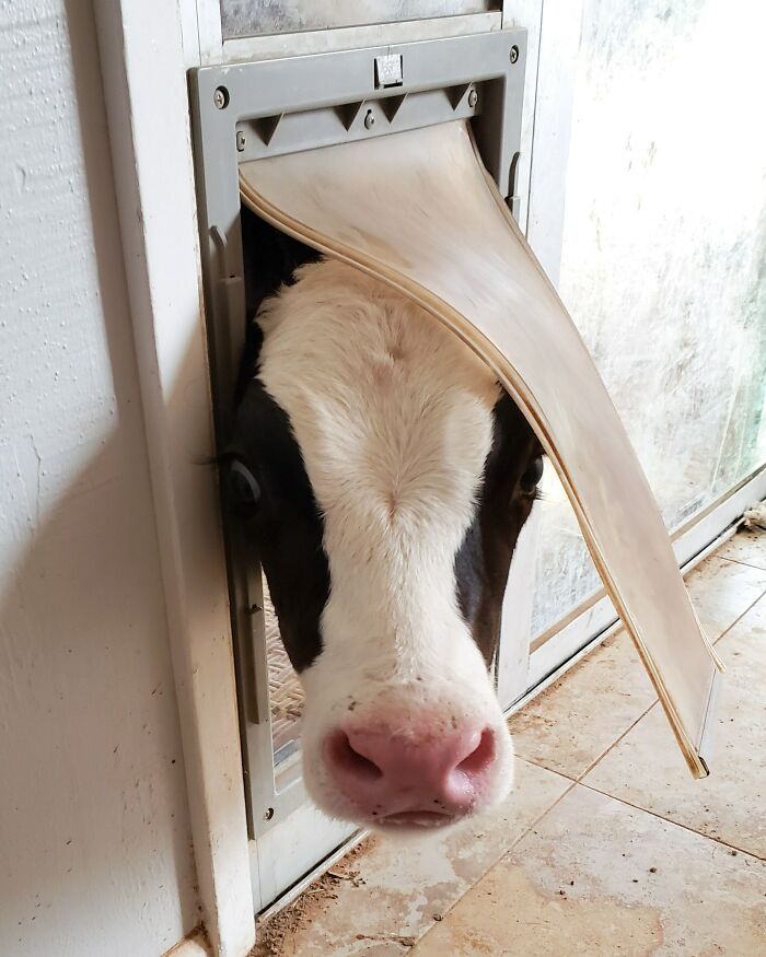 The Cow That Knows How to Make an Entrance