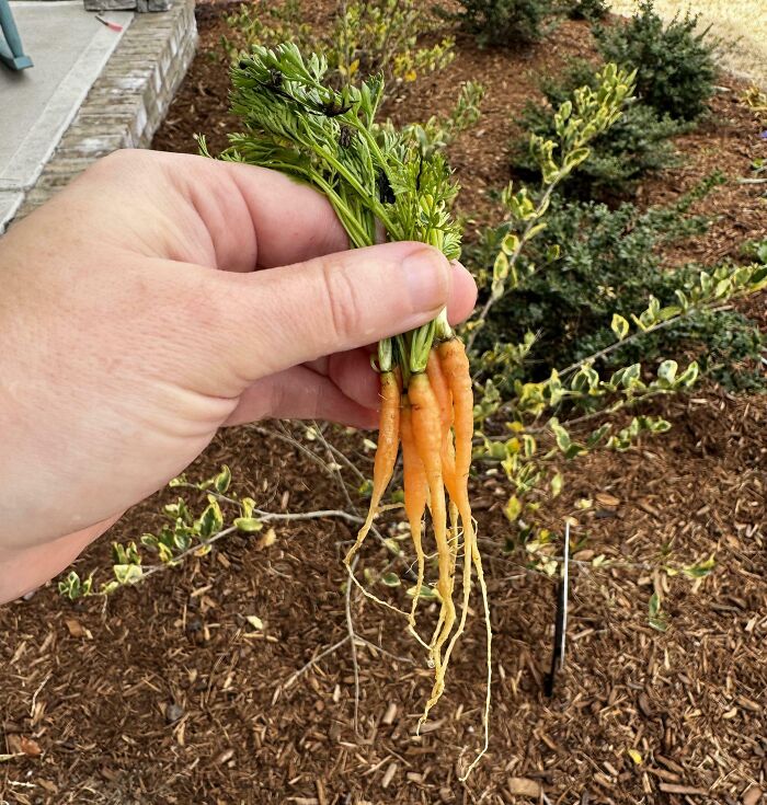 Look at My Garden! Warning: You Might Feel a Bit Jealous