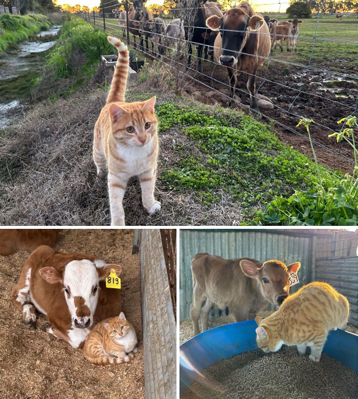 Meet the (Not So) Silent Boss of the Farm