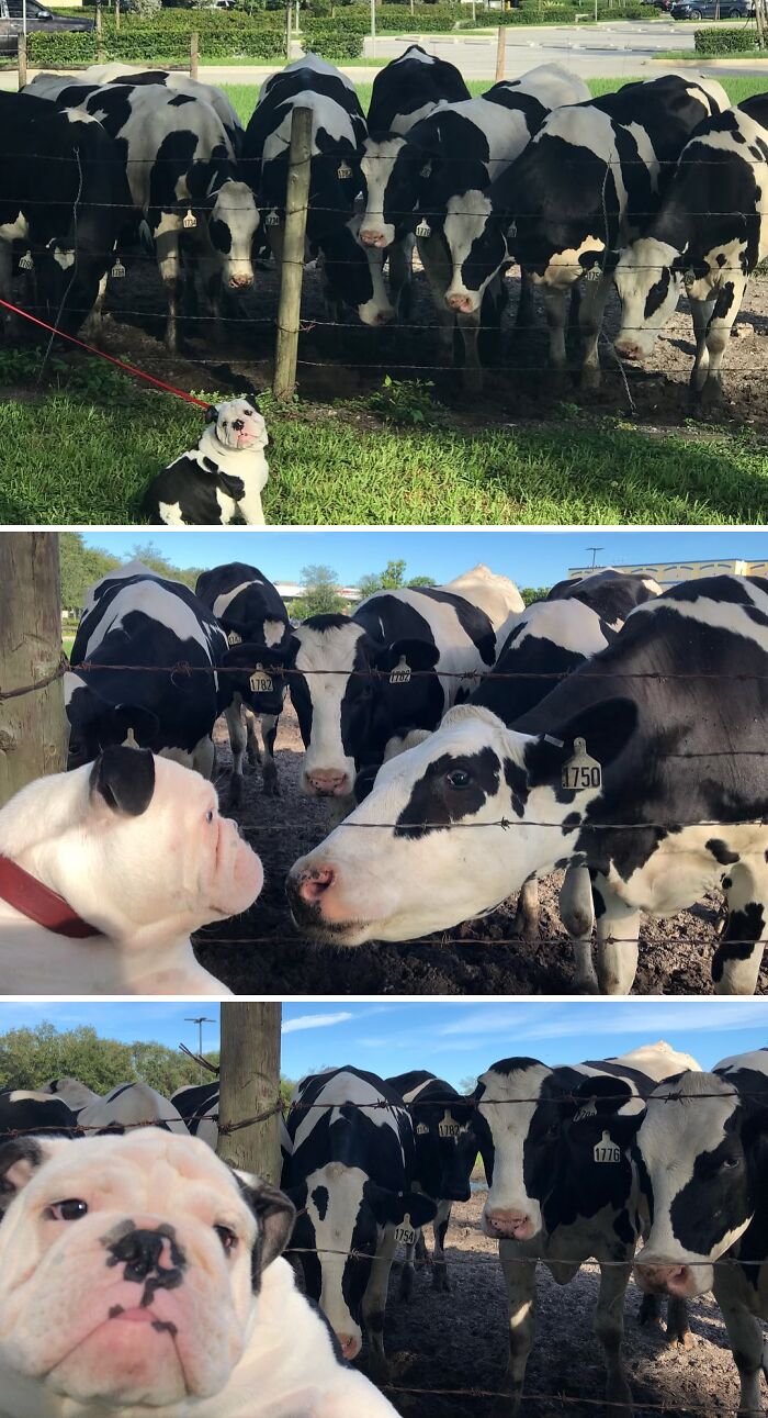 When You Meet Your Farm Family For the First Time
