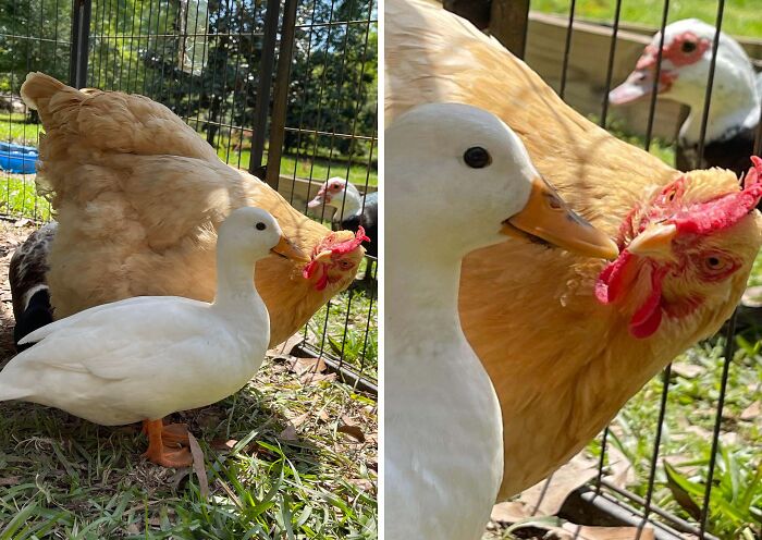 Big Chicken Meets Tiny Duck: Instant Friendship
