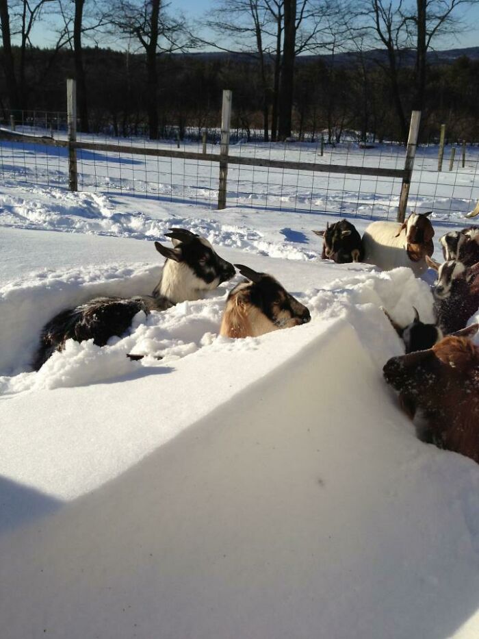 Living on a Farm? They Said It Would Be Fun. They Lied.
