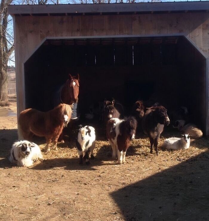 Said “Hello Animals” and Got the Stare-Down of a Lifetime