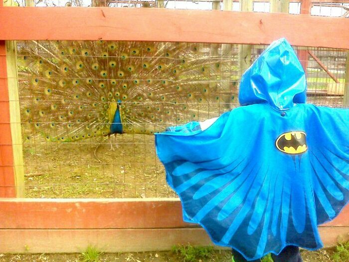 Batman's Rain Jacket Vs. Peacock: Who Wins?