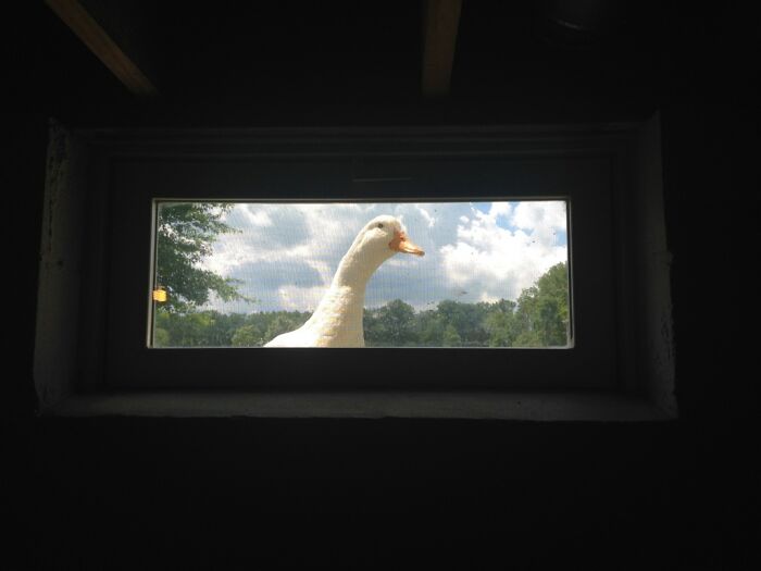 My Girlfriend’s Duck Won’t Let Her Have a Minute Alone