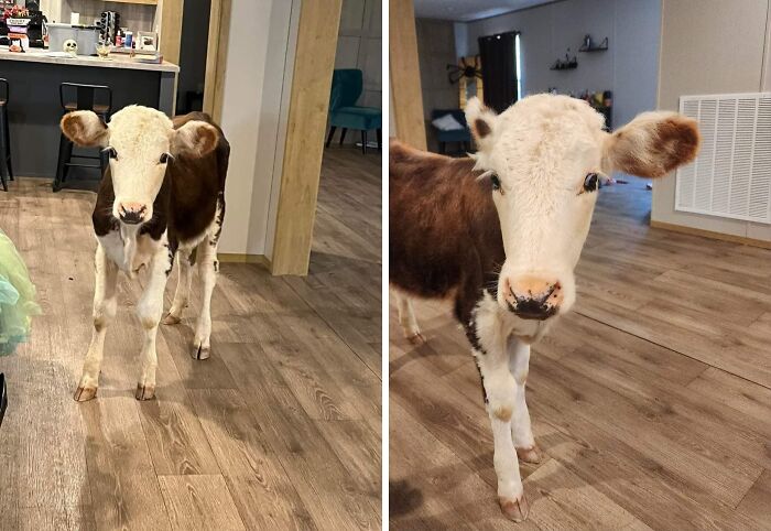 House-Sitting on a Farm? Meet Your New Roommate: Calfi the Calf