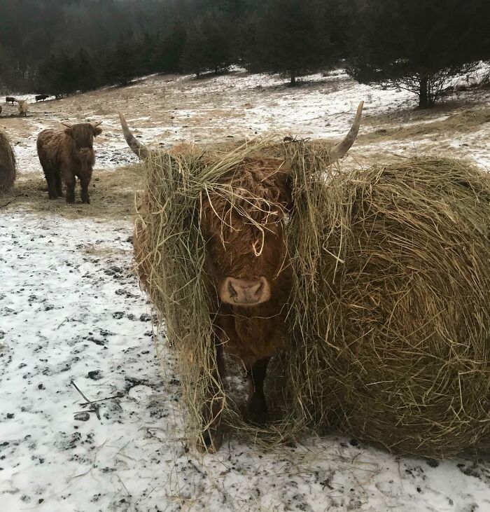 Check Out This Cow’s Fabulous Hair Do