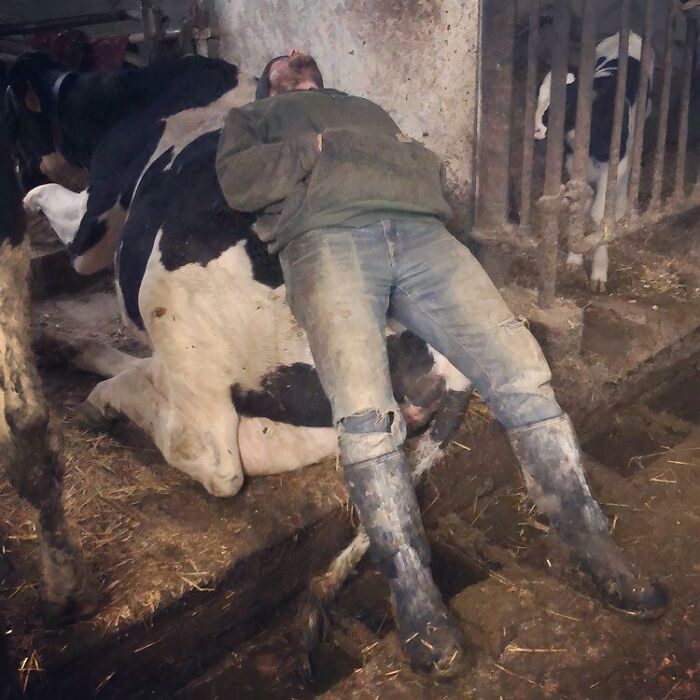 Caught Napping on the Job? Classic Dairy Farmer Move