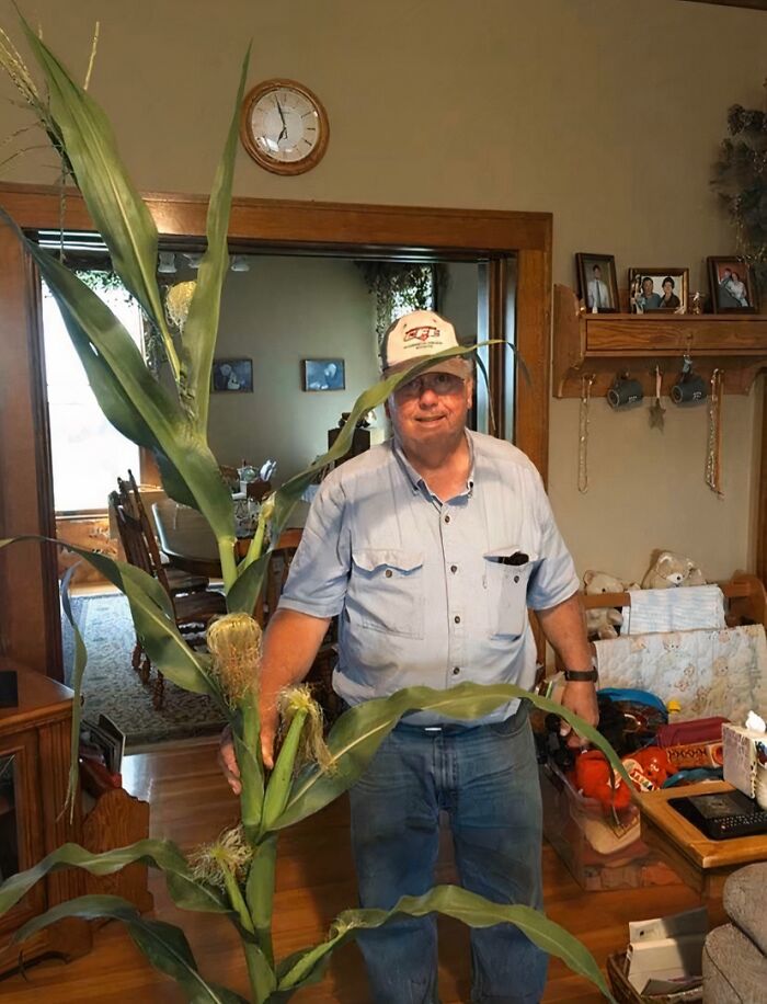 Farmer Uncle Gifts a 6-Eared Corn to Aunt—Talk About Extra!