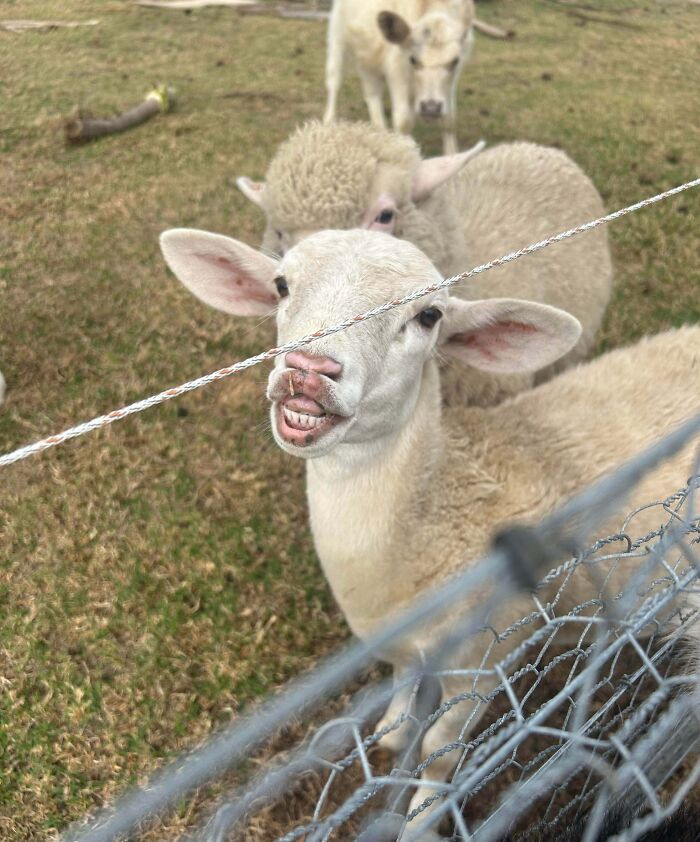 Lamb Ram on a Quest for Ewes