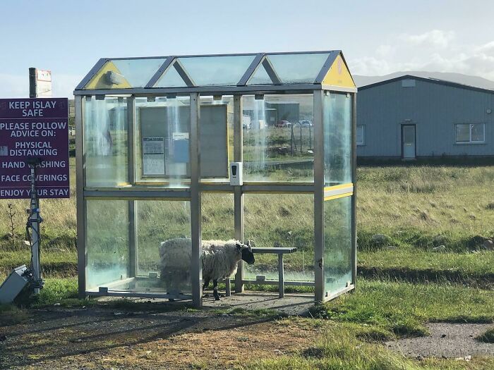Fuel Prices So High, Farmers Send Sheep on the Bus!